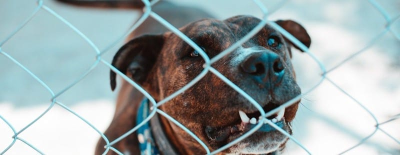 Animal Cruelty: Dog behind chainlink fence